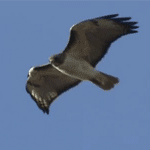 Hawk