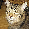 Kotya-kun